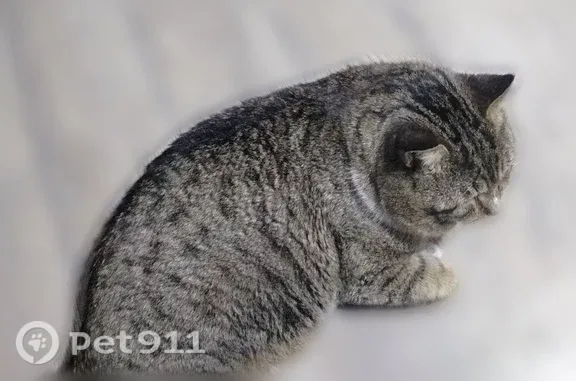 Пропала кошка, Район Северное Измайлово (г Москва), Щёлковское, д. 98/57, Москва — немного пугливая, белая грудка - photo
