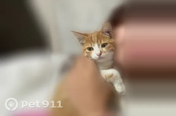 Пропала кошка, Округ Центральный (г Омск), 23-я Северная, д. 141, Омск — рыженькая, белый подбородок, лапки и пузико - photo
