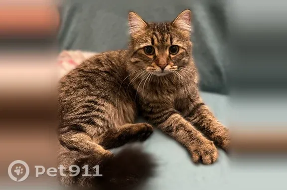 Найдена кошка, Владимир, фото: Найдена кошка, Михайловская, д. 8А, Владимир — откликается на кличку