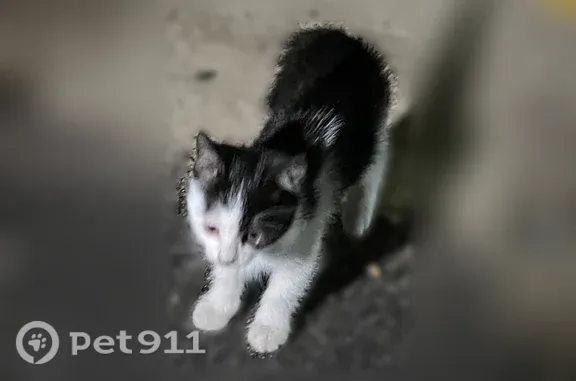 Объявления о пропавших и найденных животных, Пятигорск, фото: Кошка ищет дом, Пятигорск — два котёнка 1–2 месяца, очень ласковые