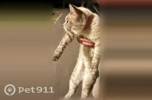 Найдена кошка, Люберцы, фото: Найдена кошка, Микрорайон Птицефабрика (пгт Томилино) (г Люберцы), д. 19, Люберцы — бело-дымчатая, очень ласковая