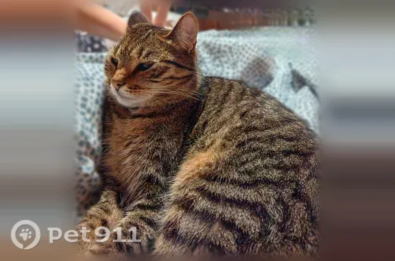 Пропала кошка, Территория снт Юлия, 4-я, д. 191 — полосатая, правый глаз слегка мутный - photo