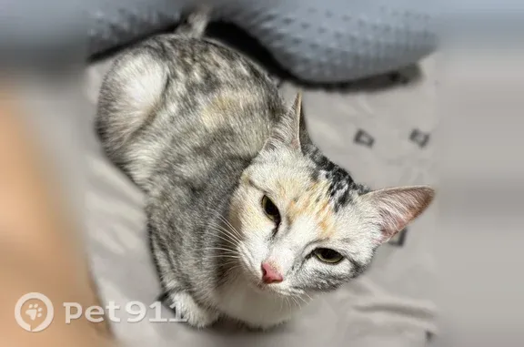 Найдена кошка, Челябинск, фото: Найдена кошка, 50-летия ВЛКСМ, Челябинск — сильно мяукала