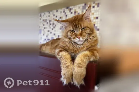 Пропала кошка, Деревня Костино, Костино — мейн-кун рыжего цвета - photo