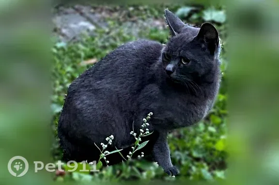 Найдена кошка, Горно-Алтайск, фото: Найдена кошка, Горно-Алтайск, Коммунистический, д. 61 — очень большой трусишка