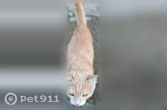 Найдена кошка, Бийск, фото: Найдена кошка, Бийск — рыжая