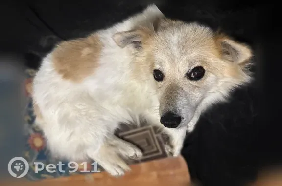Пропала собака, Ильича, д. 9, Екатеринбург — небольшая, пушистая - photo