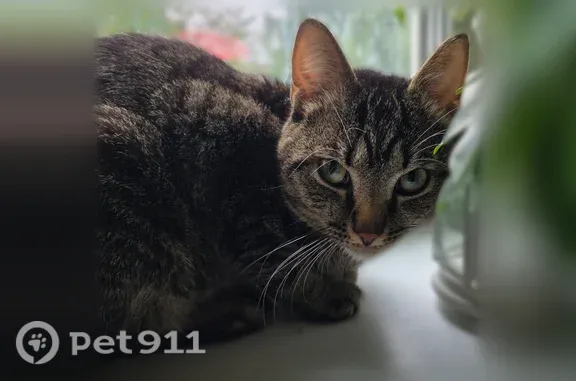 Найдена кошка, Подольск, фото: Найдена кошка, Машиностроителей, д. 22, Подольск — серая кошечка, очень ласковая