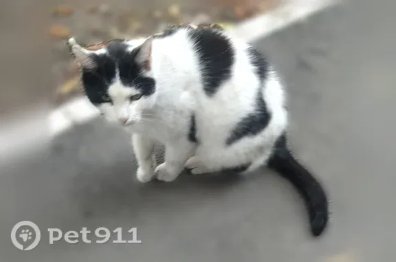 Найдена кошка, Саратов, фото: Найдена кошка, Саратов — чёрно-белая кошка