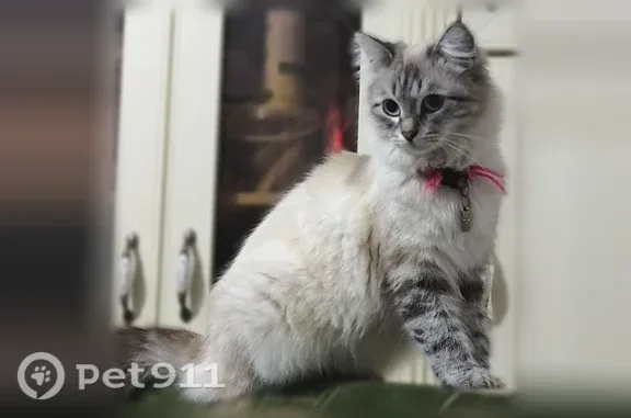Пропала кошка, 13-я Пальмирная, Махачкала — 2 года, Невская маскарадная, зовут Ириска - photo