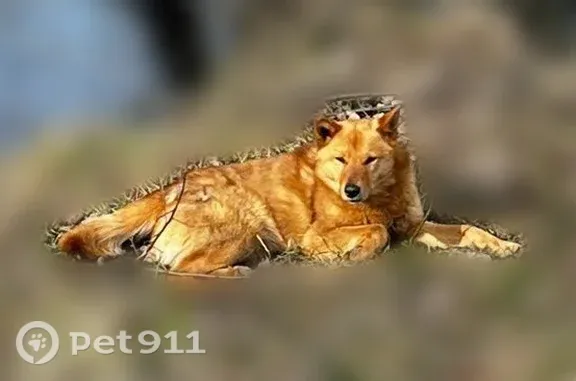 Пропала собака, Поселок Запорожское, Запорожское — рыжий, среднего размера, карело-финская лайка - photo