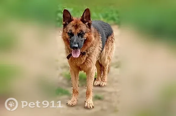 Найдена собака, Воробьи, фото: Найдена собака, Деревня Воробьи, Воробьи — немецкая овчарка, кобель, спокойный, с ошейником