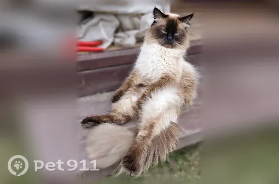Кошки потеряшки, Кесово, фото: Потеряшка кошка, Деревня Кесово, Кесово — сиамский крупный кот