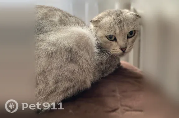 Найдена кошка, Томск, Светлый, д. 30 — возможно беременна - photo