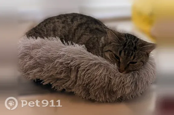 Пропала кошка, Район Советский (г Казань), Главная, д. 71, Казань — серо-коричневая табби, зелёно-жёлтые глаза - photo