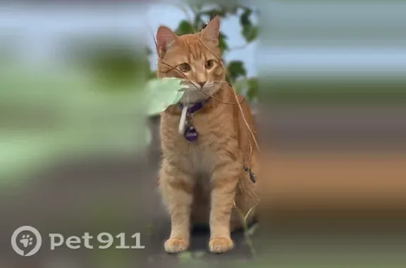 Найденные животные Москва, фото: Найдена кошка, Москва, Кутузовский, д. 5/3 2 — замечена у дома, убежала