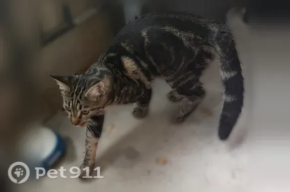 Найдена кошка, Казань, фото: Найдена кошка, Казань, Натана Рахлина, д. 13 корпус 2 — боится, 6–7 месяцев