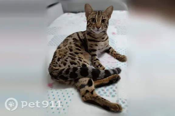 Пропала кошка, Челябинск, Генерала Мартынова — бенгальская кошка, розетка на золоте - photo