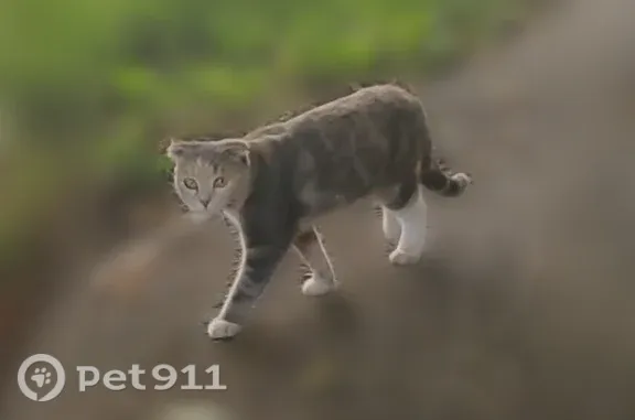 Найдена кошка, Владимир, фото: Найдена кошка, д. обросельская, Владимир — молодая, ласковая, явно домашняя