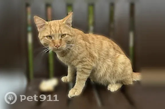 Найдена кошка, Тюмень, фото: Найдена кошка, Тюмень, Семакова, д. 25 — рыжая, очень ласковая