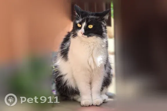 Пропала кошка, им. Фурманова, д. 18, Краснодар — черео-ьеоая, пушистая - photo