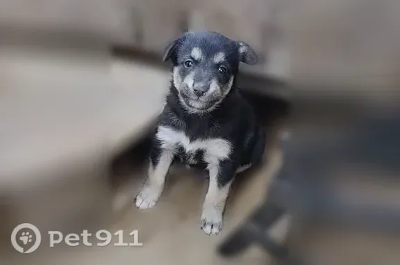 Собака ищет дом, Балашиха — щенки из промзоны - photo