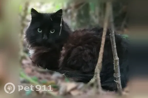 Найдена кошка, Одинцово, фото: Найдена кошка, Одинцово (rf1250844)