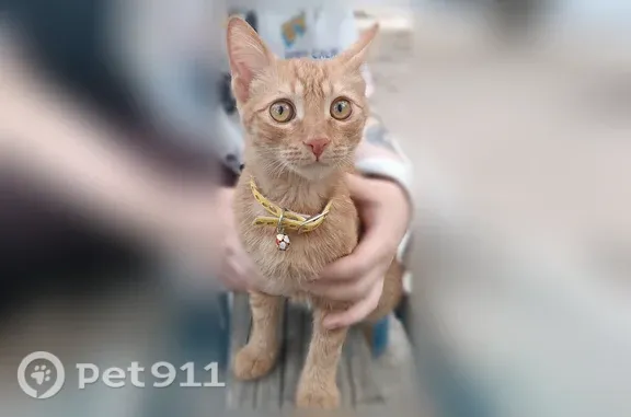 Найдена кошка, Волгоград, фото: Найдена кошка, Район Красноармейский (г Волгоград), им. Столетова, д. 22, Волгоград — жёлтый ошейник