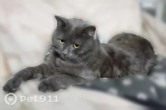 Пропала кошка Мальчик (rl1250862) - photo