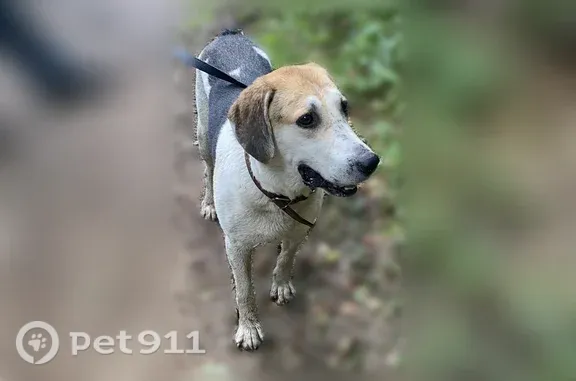 Найдена собака, Солнечногорск, фото: Найдена собака Мальчик, Солнечногорск (rf1250895)