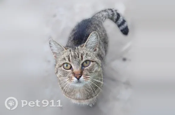 Кошка ищет дом, Северодвинск (RH1250911) - photo
