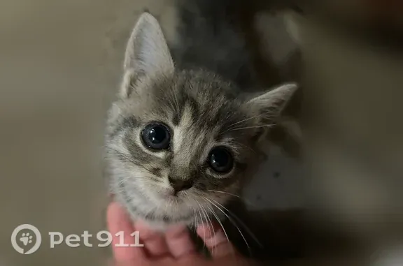 Кошка ищет дом, Батайск (RH1250928) - photo