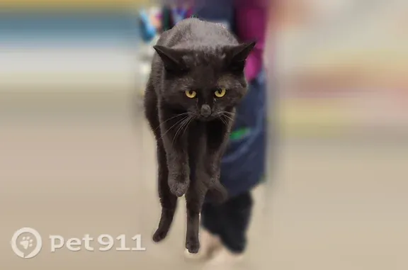 Найдена кошка, Медведево, фото: Найдена кошка Мальчик, Медведево (rf1250953)