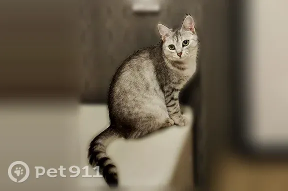 Пропала кошка Девочка, Чебоксары (rl1250978) - photo