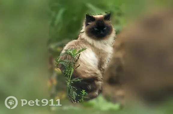 Найдена кошка, Одинцово, фото: Найдена кошка, Деревня Сколково (г Одинцово), д. 69, Одинцово — бежевый пластиковый ошейник