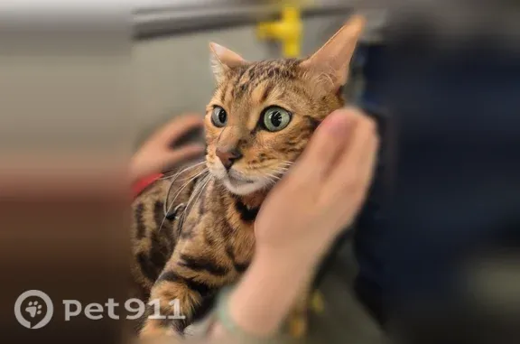 Потерянные животные Кострома, фото: Пропала кошка, Территория снт Майский (г Кострома), Кострома — бенгальская, с синим ошейником