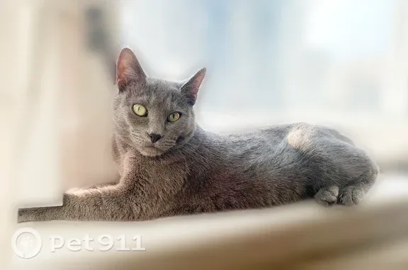 Пропала кошка, ул. Чудновского, д. 19, Санкт-Петербург — взрослая, худенькая - photo
