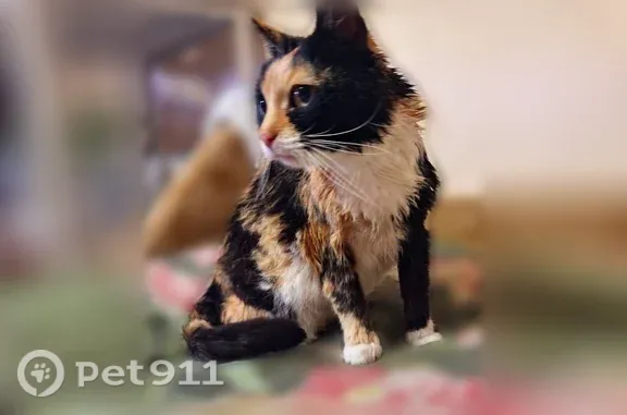 Кошки потеряшки, Руза, фото: Потеряшка кошка, Парковая, Руза — чипирована, не откликается на кличку