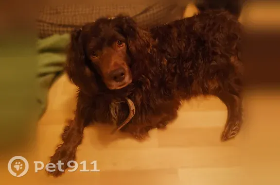 Собаки потеряшки, Мытищи, фото: Потеряшка собака, Мытищи, Белобородова, д. 11 1, Мытищи