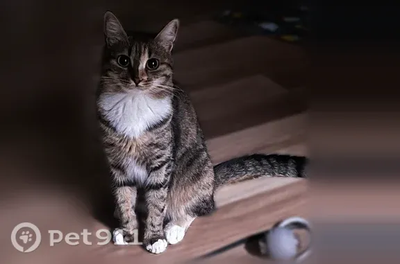 Пропала кошка, Автолюбителей, д. 1Д, Краснодар — белые носочки и воротник - photo