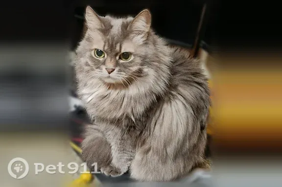 Пропала кошка, Трифоновская, д. 12, Москва — серо-белая, 14 лет - photo