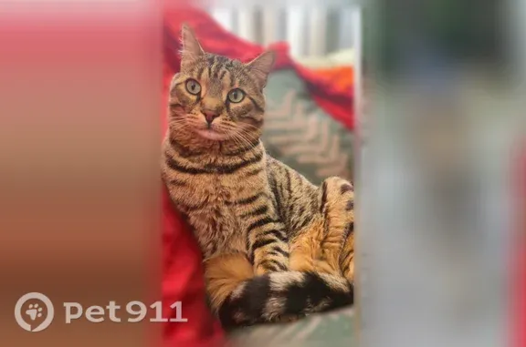 Пропала кошка, Село Булгаково, Мира, д. 22, Булгаково — кастрированный кот с леопардовым окрасом - photo