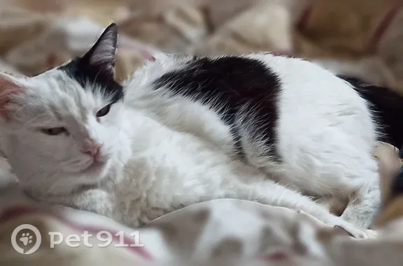 Пропала кошка, Нижнетатарская, д. 7, Ульяновск — трёхлапая, 18 лет - photo