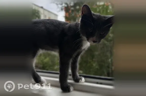 Пропала кошка, Ушакова, д. 5, Махачкала — мальчик, британский короткошёрстный метис - photo