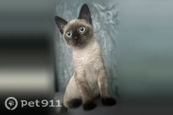 Пропала кошка, Район Железнодорожный (г Пенза), Антонова, д. 47, Пенза — пугливая - photo