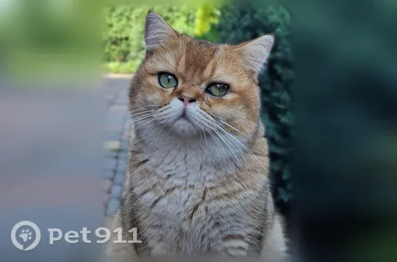 Пропала кошка, Деревня Татаренкова, 1-й Свиридовский, Татаренкова — рыжая британская шиншилла - photo