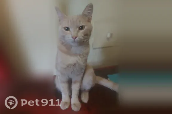 Найдена кошка, Энгельс, фото: Найдена кошка, Энгельс, Студенческая, д. 314 — молодой кот с красным ошейником
