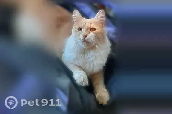 Пропала кошка, Майкоп, Кужорская, д. 100, Майкоп — девочка, светло-рыжая - photo