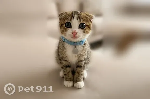 Кошка ищет дом, Казань — ласковый котёнок 2–2,5 месяцев - photo