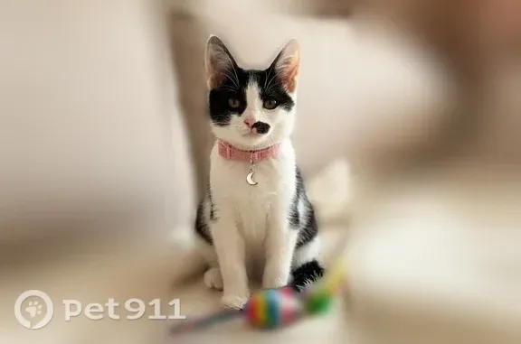 Кошка ищет дом, Казань — ласковая, игривая, знает лоток - photo